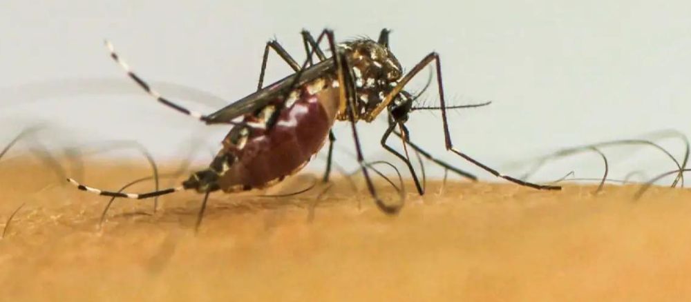Brasil tem 3 milhões de casos confirmados de dengue e quase 6,3 milhões prováveis, liderando o ranking mundial da doença.